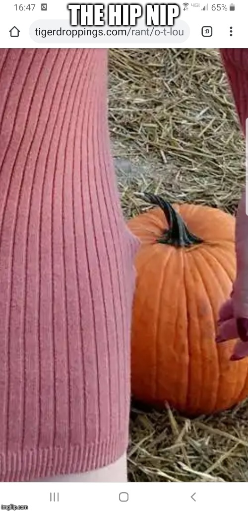 Maitland ward pumpkins