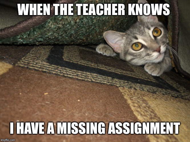 Missing assignments be like | WHEN THE TEACHER KNOWS; I HAVE A MISSING ASSIGNMENT | image tagged in smug cat | made w/ Imgflip meme maker