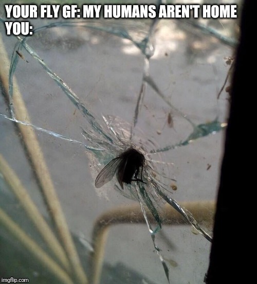 YOUR FLY GF: MY HUMANS AREN'T HOME
YOU: | image tagged in my parents aren't home,my humans aren't home,fly,funny | made w/ Imgflip meme maker