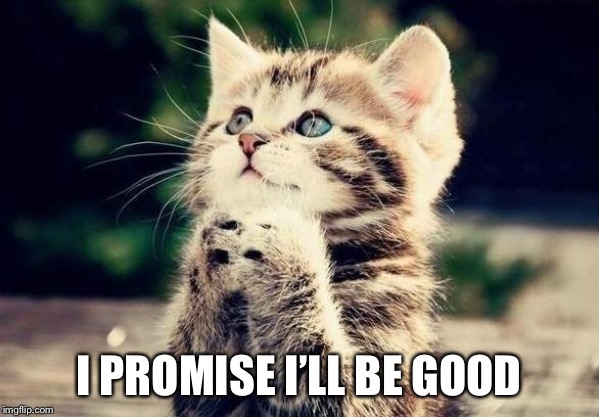 Cat Begging | I PROMISE I’LL BE GOOD | image tagged in cat begging | made w/ Imgflip meme maker