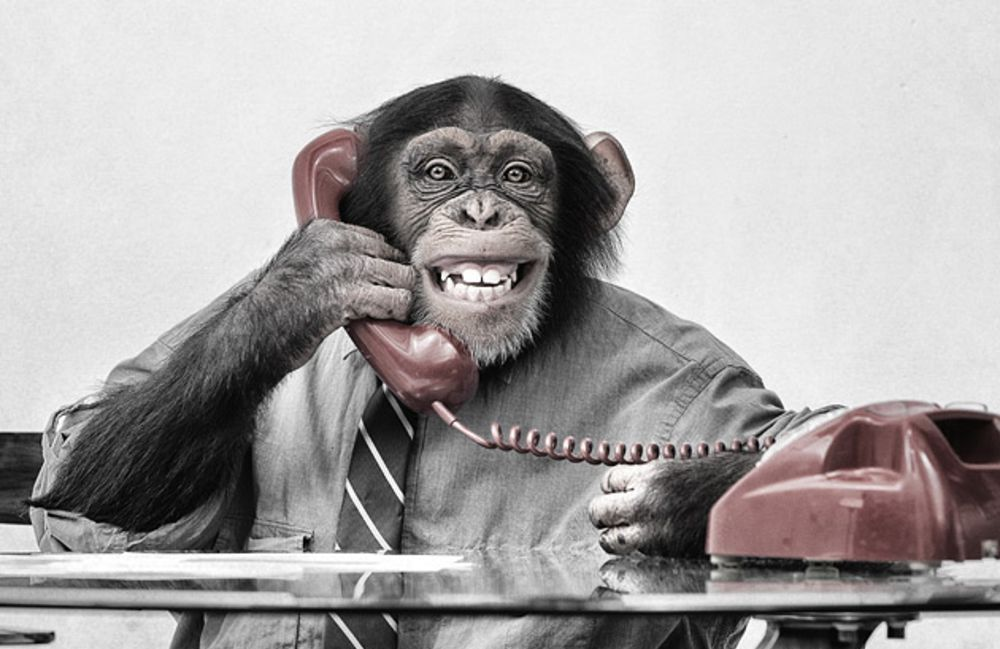 Monkey calling using phone meme (Green Screen) – CreatorSet