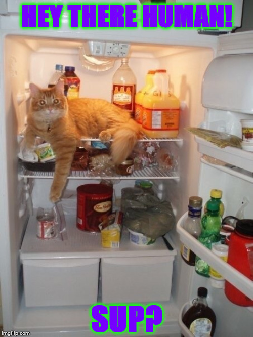 FRIDGE CAT | HEY THERE HUMAN! SUP? | image tagged in fridge cat | made w/ Imgflip meme maker