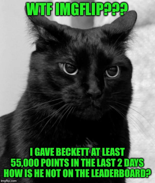 Black cat pissed | WTF IMGFLIP??? I GAVE BECKETT AT LEAST 55,000 POINTS IN THE LAST 2 DAYS HOW IS HE NOT ON THE LEADERBOARD? | image tagged in black cat pissed,beckett437 | made w/ Imgflip meme maker