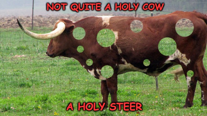 NOT QUITE A HOLY COW A HOLY STEER | made w/ Imgflip meme maker