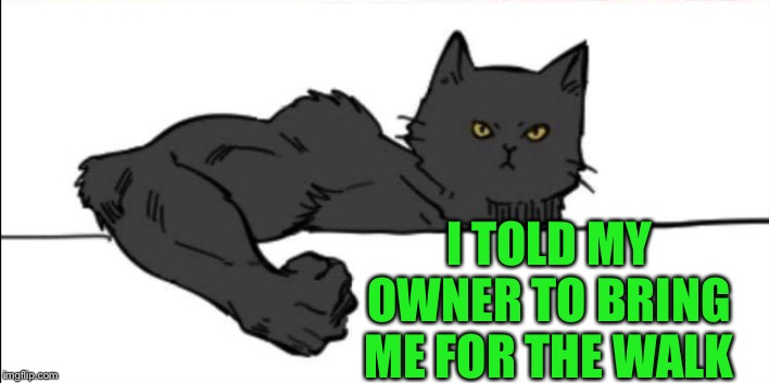 Buff cat | I TOLD MY OWNER TO BRING ME FOR THE WALK | image tagged in buff cat | made w/ Imgflip meme maker