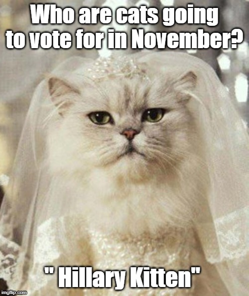 Hillary Kitten | Who are cats going to vote for in November? " Hillary Kitten" | image tagged in cat | made w/ Imgflip meme maker