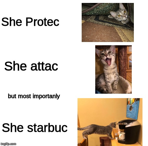 She Protec; She attac; but most importanly; She starbuc | image tagged in cats,coffee cat,she protec,she attac | made w/ Imgflip meme maker