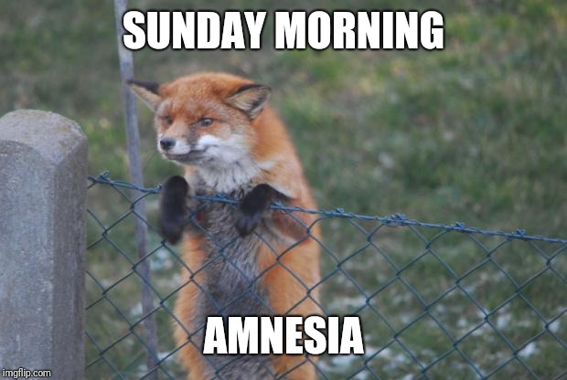 FOX WANNA BUY | SUNDAY MORNING; AMNESIA | image tagged in fox wanna buy | made w/ Imgflip meme maker