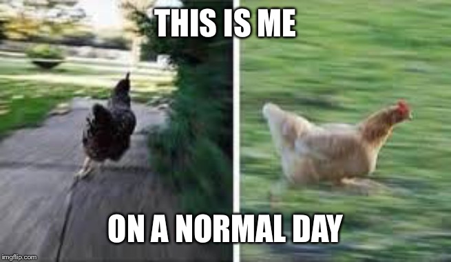 running chicken | THIS IS ME ON A NORMAL DAY | image tagged in running chicken | made w/ Imgflip meme maker