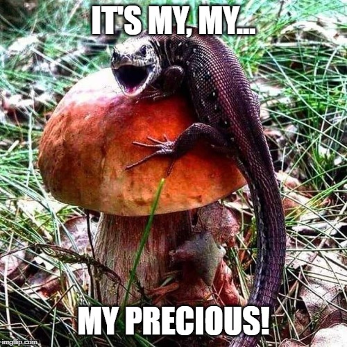 my precious | IT'S MY, MY... MY PRECIOUS! | image tagged in animals | made w/ Imgflip meme maker
