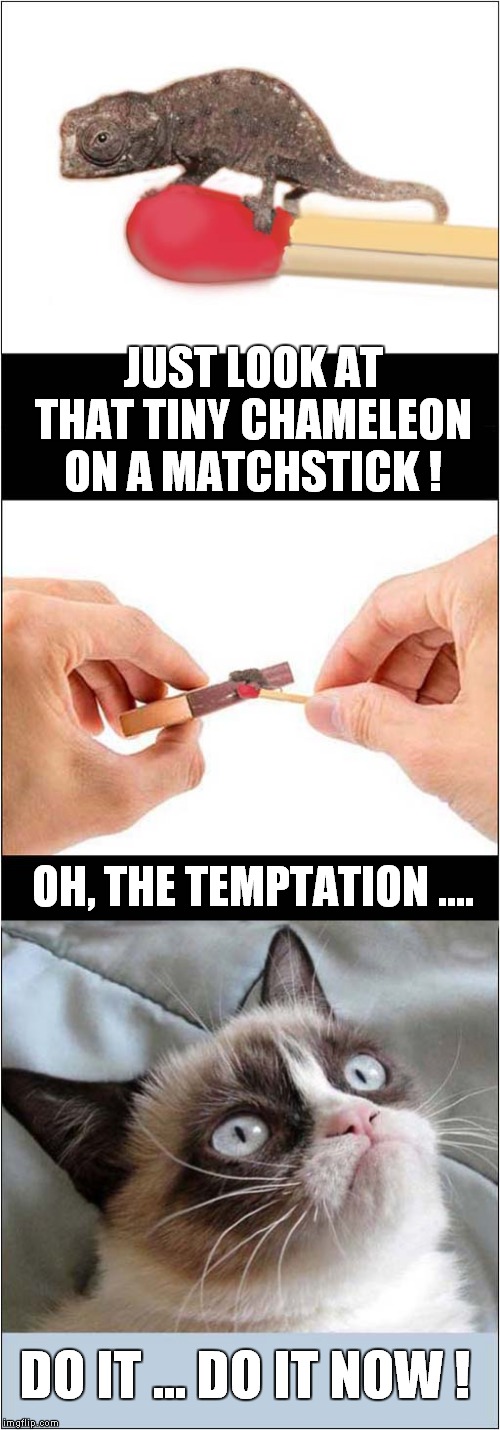 Grumpy Hates Chameleons ! | JUST LOOK AT THAT TINY CHAMELEON ON A MATCHSTICK ! OH, THE TEMPTATION .... DO IT ... DO IT NOW ! | image tagged in fun,grumpy cat | made w/ Imgflip meme maker