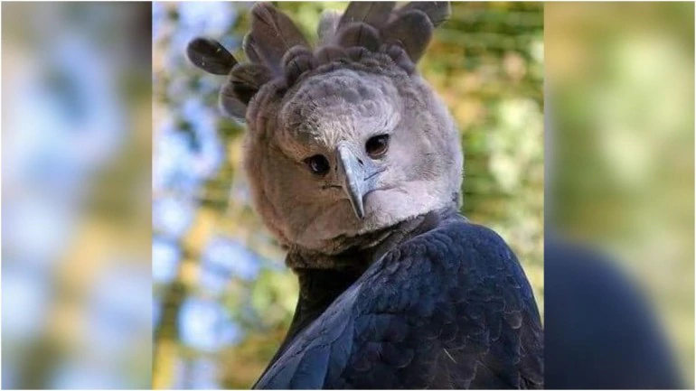 Hungry Harpy Eagle Blank Meme Template