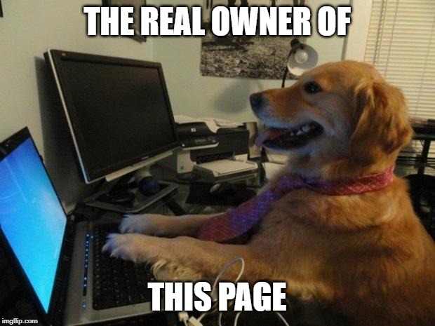 Dog behind a computer | THE REAL OWNER OF; THIS PAGE | image tagged in dog behind a computer | made w/ Imgflip meme maker