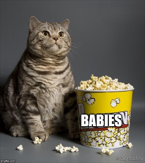 Cat eating popcorn | BABIES | image tagged in cat eating popcorn | made w/ Imgflip meme maker