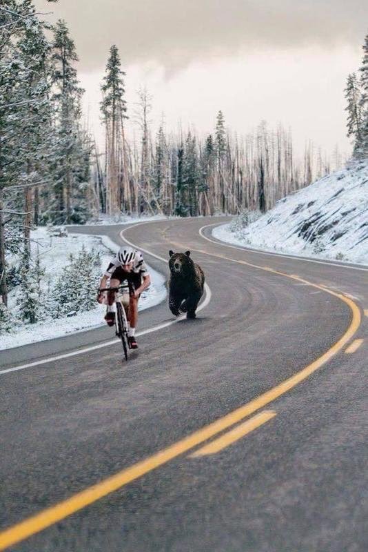 Bear running after cyclist Blank Meme Template