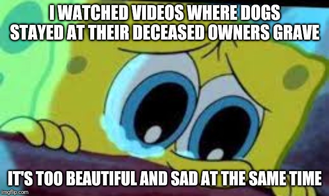 crying spongebob |  I WATCHED VIDEOS WHERE DOGS STAYED AT THEIR DECEASED OWNERS GRAVE; IT'S TOO BEAUTIFUL AND SAD AT THE SAME TIME | image tagged in crying spongebob | made w/ Imgflip meme maker