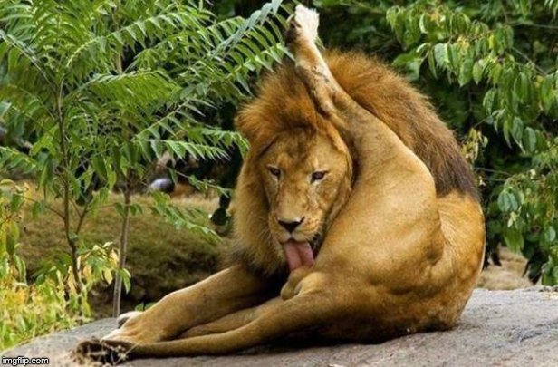 lion licking balls | image tagged in lion licking balls | made w/ Imgflip meme maker