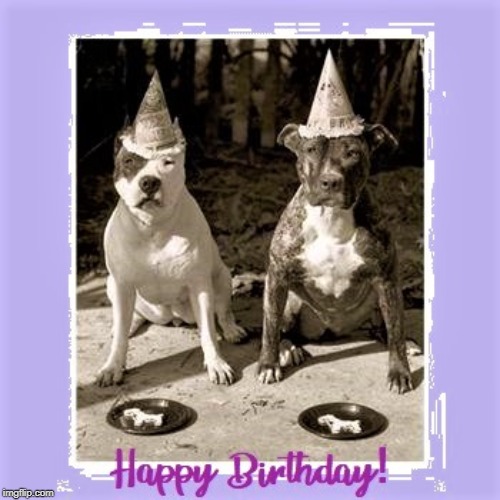 Dogs Birthday Card | image tagged in dogs,dog,happy birthday,birthday | made w/ Imgflip meme maker