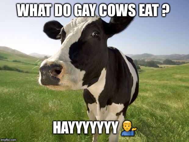 cow | WHAT DO GAY COWS EAT ? HAYYYYYYY 💁‍♂️ | image tagged in cow | made w/ Imgflip meme maker