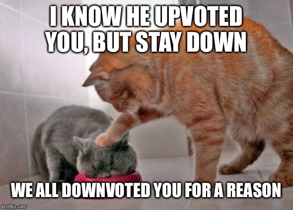 Force feed cat | I KNOW HE UPVOTED YOU, BUT STAY DOWN WE ALL DOWNVOTED YOU FOR A REASON | image tagged in force feed cat | made w/ Imgflip meme maker