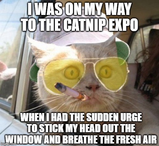 High Cat | I WAS ON MY WAY TO THE CATNIP EXPO; WHEN I HAD THE SUDDEN URGE TO STICK MY HEAD OUT THE WINDOW AND BREATHE THE FRESH AIR | image tagged in memes,fear and loathing cat | made w/ Imgflip meme maker