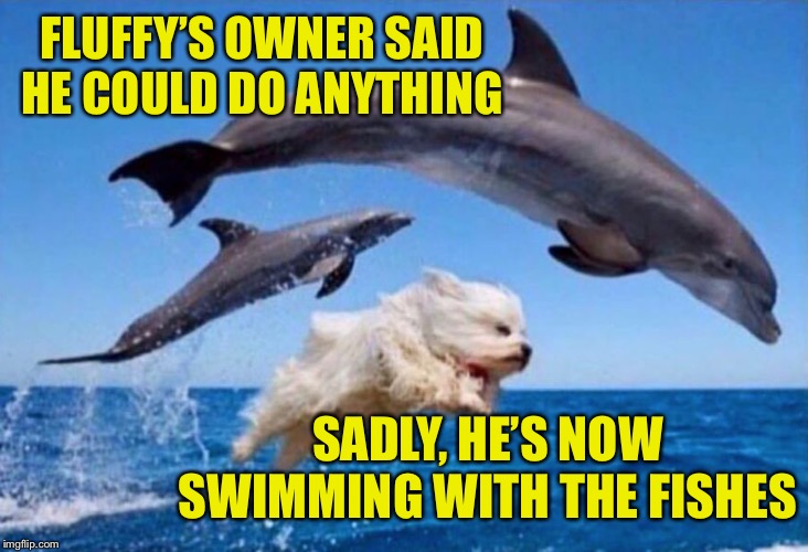 Follow your dreams... safely | FLUFFY’S OWNER SAID HE COULD DO ANYTHING; SADLY, HE’S NOW SWIMMING WITH THE FISHES | image tagged in dog swims with dolphins,memes,funny,i know a dolphin is not a fish | made w/ Imgflip meme maker