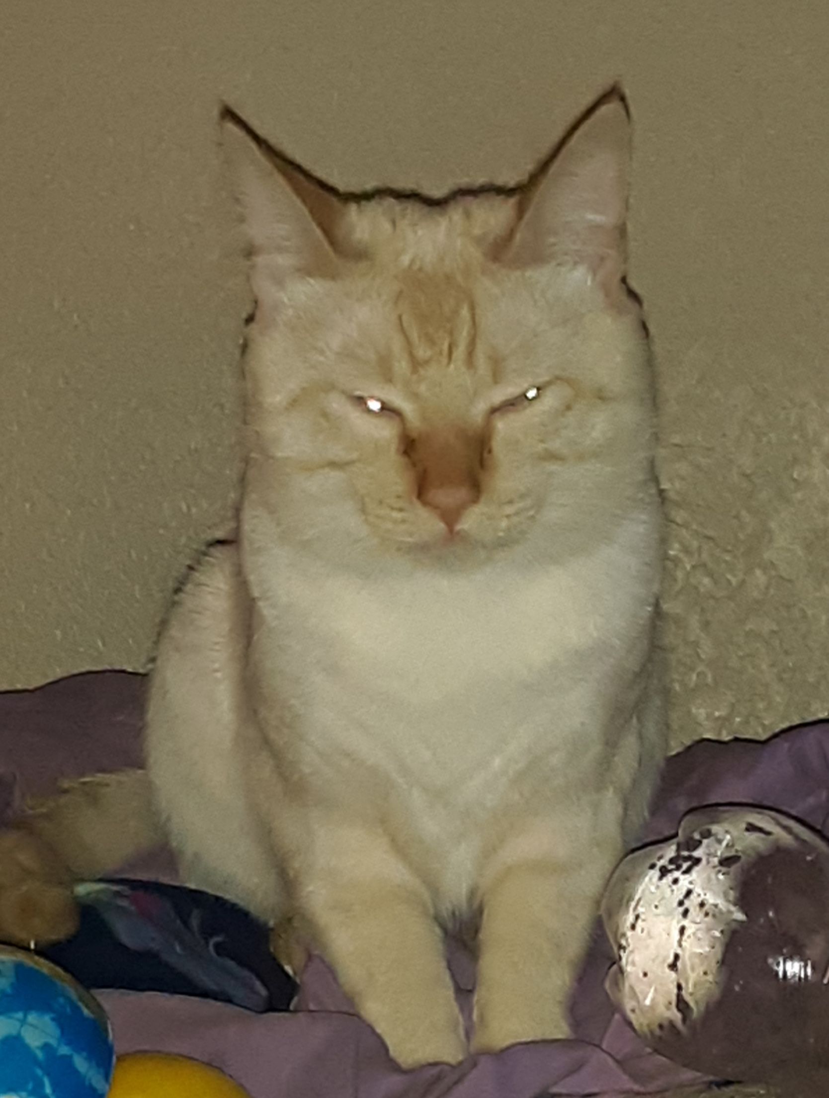 Maniacal cat Blank Meme Template