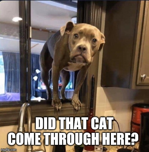 Sup Dawg | DID THAT CAT COME THROUGH HERE? | image tagged in dog,pitbull,cat,window | made w/ Imgflip meme maker