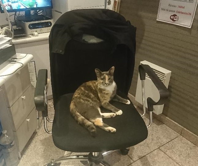 High Quality chaircat Blank Meme Template