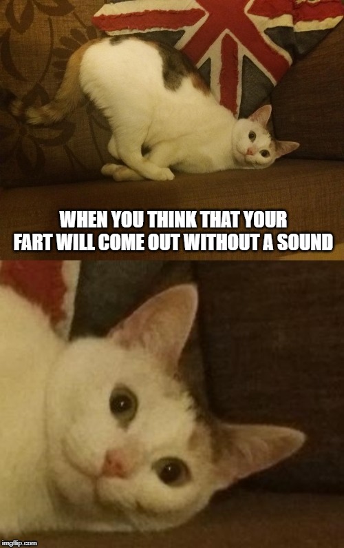 @thesiskocat | WHEN YOU THINK THAT YOUR FART WILL COME OUT WITHOUT A SOUND | image tagged in cat,cats,funny,funny meme,fart,booty | made w/ Imgflip meme maker