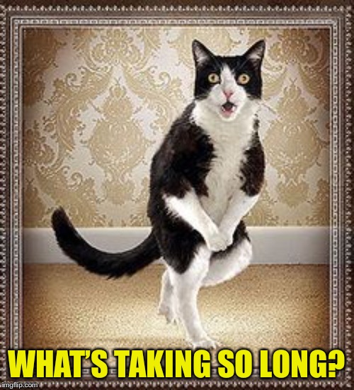cat pee pee dance | WHAT’S TAKING SO LONG? | image tagged in cat pee pee dance | made w/ Imgflip meme maker
