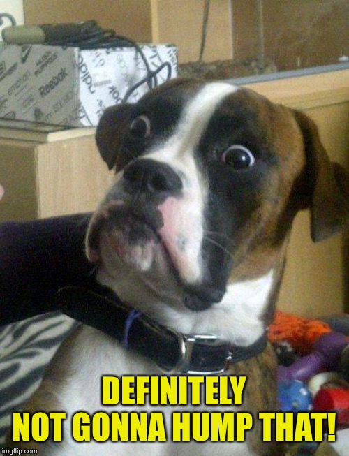 Blankie the Shocked Dog | DEFINITELY NOT GONNA HUMP THAT! | image tagged in blankie the shocked dog | made w/ Imgflip meme maker