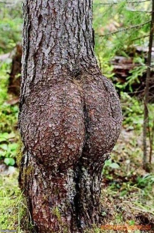 Sexy Tree | image tagged in sexy tree | made w/ Imgflip meme maker