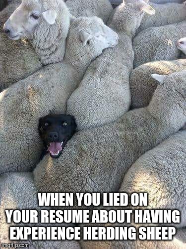 WHEN YOU LIED ON YOUR RESUME ABOUT HAVING EXPERIENCE HERDING SHEEP | image tagged in sheep | made w/ Imgflip meme maker