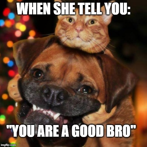 dogs an cats | WHEN SHE TELL YOU:; "YOU ARE A GOOD BRO" | image tagged in dogs an cats | made w/ Imgflip meme maker