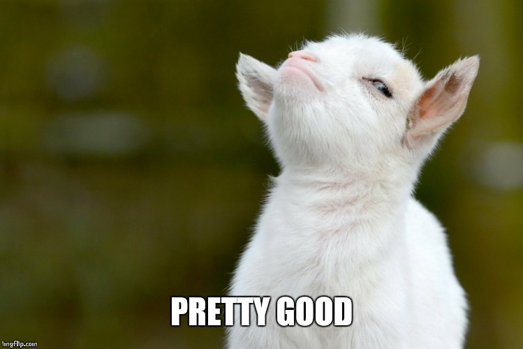 PRETTY GOOD | image tagged in proud baby goat | made w/ Imgflip meme maker