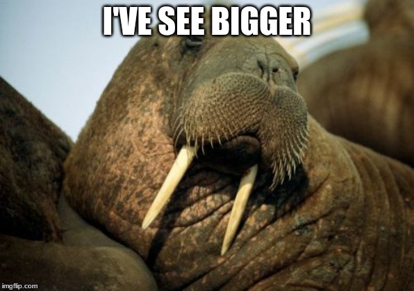 Sexual Deviant Walrus Meme | I'VE SEE BIGGER | image tagged in memes,sexual deviant walrus | made w/ Imgflip meme maker