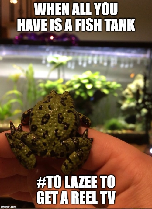 TO LAZEE TO GET A REEL TV | WHEN ALL YOU HAVE IS A FISH TANK; #TO LAZEE TO GET A REEL TV | image tagged in couch potato,frog puns,watching tv | made w/ Imgflip meme maker