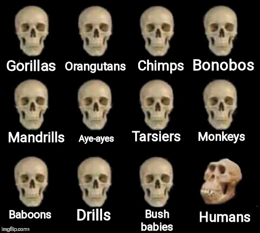 idiot skull | Orangutans; Bonobos; Chimps; Gorillas; Mandrills; Aye-ayes; Monkeys; Tarsiers; Baboons; Humans; Drills; Bush babies | image tagged in idiot skull | made w/ Imgflip meme maker