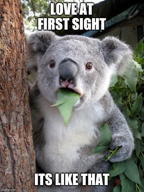 Surprised Koala | LOVE AT FIRST SIGHT; ITS LIKE THAT | image tagged in memes,surprised koala | made w/ Imgflip meme maker