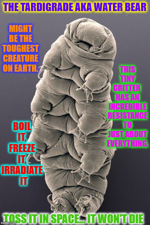 After Humans are gone & even Roaches, there will still be... | THE TARDIGRADE AKA WATER BEAR; MIGHT BE THE TOUGHEST CREATURE ON EARTH. THIS TINY CRITTER  HAS AN INCREDIBLE RESISTANCE TO JUST ABOUT EVERYTHING. BOIL IT, FREEZE IT, IRRADIATE   IT; TOSS IT IN SPACE... IT WON'T DIE | image tagged in vince vance,water bear,tardigrade,indestructible,life forms,mighty creatures | made w/ Imgflip meme maker