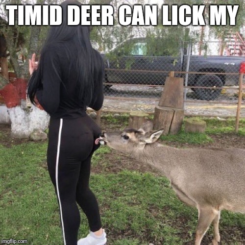 deer licks butt | TIMID DEER CAN LICK MY | image tagged in deer licks butt | made w/ Imgflip meme maker