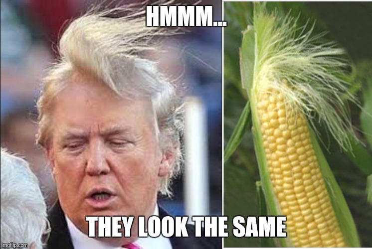 HMMM... THEY LOOK THE SAME | image tagged in trump hair | made w/ Imgflip meme maker