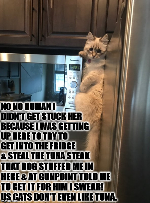 DOG DID IT | NO NO HUMAN I DIDN'T GET STUCK HER BECAUSE I WAS GETTING UP HERE TO TRY TO GET INTO THE FRIDGE & STEAL THE TUNA STEAK; THAT DOG STUFFED ME IN HERE & AT GUNPOINT TOLD ME TO GET IT FOR HIM I SWEAR! US CATS DON'T EVEN LIKE TUNA. | image tagged in dog did it | made w/ Imgflip meme maker