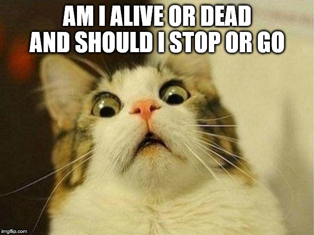 Scared Cat Meme | AM I ALIVE OR DEAD AND SHOULD I STOP OR GO | image tagged in memes,scared cat | made w/ Imgflip meme maker