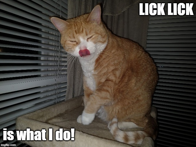 Can you lick your nose? Meow Cute Cat | LICK LICK; is what I do! | image tagged in can you lick your nose meow cute cat | made w/ Imgflip meme maker