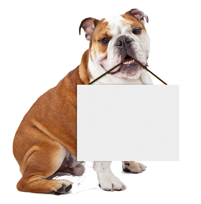 Bulldog holding blank sign Blank Meme Template