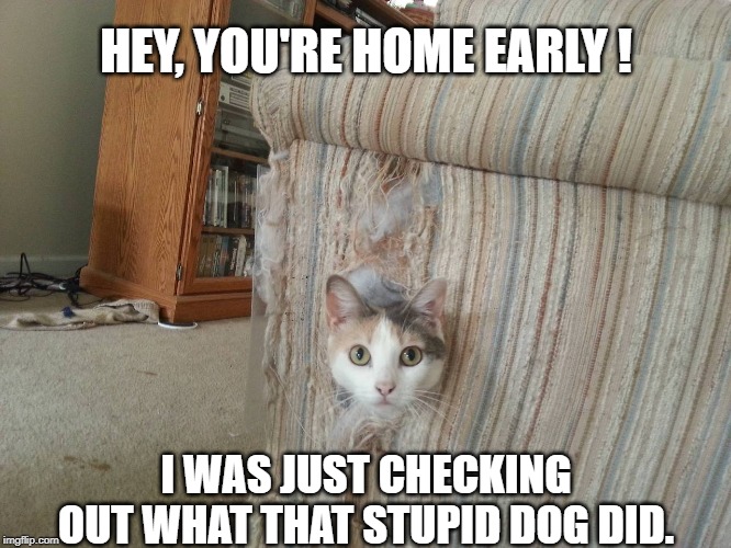 HEY, YOU'RE HOME EARLY ! I WAS JUST CHECKING OUT WHAT THAT STUPID DOG DID. | image tagged in funny cats | made w/ Imgflip meme maker