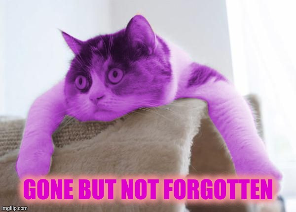 RayCat Stare | GONE BUT NOT FORGOTTEN | image tagged in raycat stare | made w/ Imgflip meme maker