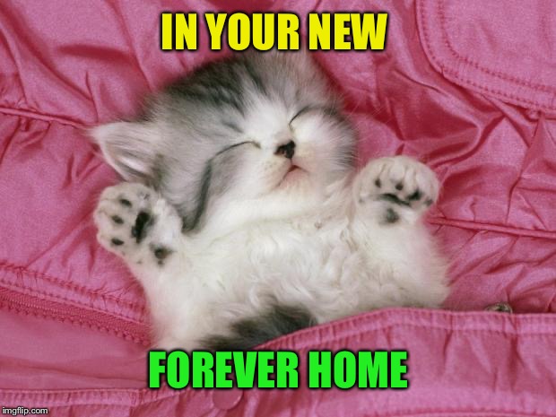 kitten sleeping | IN YOUR NEW FOREVER HOME | image tagged in kitten sleeping | made w/ Imgflip meme maker